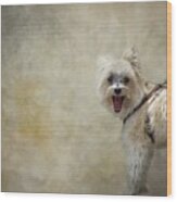 Biewer Yorkshire Terrier Wood Print