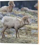 Bighorn Rams In Rocky Mountain National Park Wood Print