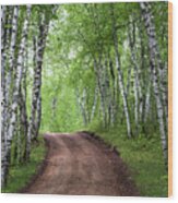 Birch Tree Forest Path #3 Wood Print