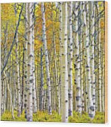Birch Tree Grove In Autumn Yellow Color Wood Print