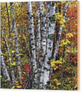 Birches And Autumn Color Wood Print