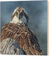 Birds - Osprey - The Look Wood Print