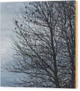 Birds Settling Into A Tree Late On A Winter's Afternoon Wood Print