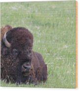 Bison Chill Wood Print