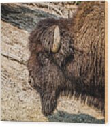 Bison In Yellowstone Wood Print
