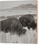 Bison On Antelope Island Wood Print