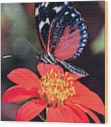 Black And Red Butterfly On Red Flower Wood Print
