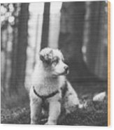 Black And White Adorable Blue Merle Puppy, Australian Shepherd Wood Print