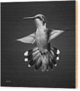 Black And White Hummingbird Wood Print