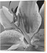 Black And White Lily 1 Wood Print