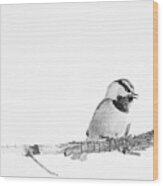 Black And White Mountain Chickadee Wood Print