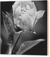 Black And White Peony Flower Wood Print
