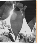 Black And White Sunny Leaves Wood Print