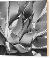 Black Arizona Series - Agave Wood Print