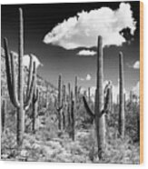Black Arizona Series - Cactus Forest Wood Print