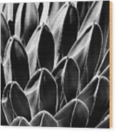 Black Arizona Series - Queen Victoria Agave Wood Print
