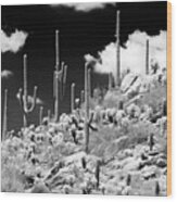 Black Arizona Series - Saguaro Cactus Hill Wood Print