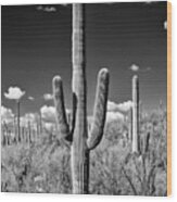 Black Arizona Series - Saguaro Cactus Ii Wood Print