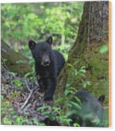 Black Bear Cub Looking Around Tree Wood Print