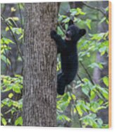 Black Bear Cub Mouth Open Climbing Up Tree Trunk Wood Print