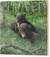 Black Bear Cubs At Play Wood Print