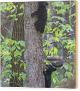 Black Bear Cubs Climbing In The Trees Playing Wood Print