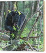 Black Bear Eating Leaves On A Log On The Forest Floor Wood Print