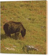 Black Bear In Huckleberry Meadow Wood Print