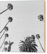 Black California - Palm Trees Wood Print