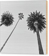Black California Series - Five Palm Trees Wood Print