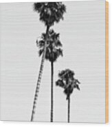 Black California Series - Hollywood Palm Trees Wood Print