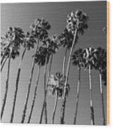 Black California Series - Palm Trees Family Wood Print