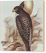 Black-cheeked Falcon, Falco Melanogenys Wood Print