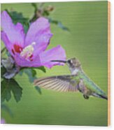 Black-chinned Hummingbird Wood Print