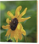 Black Eyed Susan Wood Print