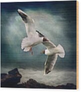 Black Headed Gulls Wood Print