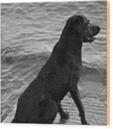 Black Labrador Retriever Dog Wood Print