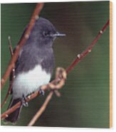 Black-phoebe 8551-101221-2 Wood Print