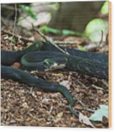 Black Rat Snake Wood Print