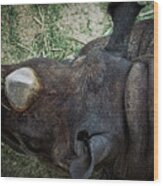 Black Rhino Wood Print