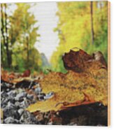 Black Spotted Yellow Marple Leaf On Gravel Road Which Surrounded Forest, Which Playing Many Colors. Pinch Of Autumn In Semptember Wood Print