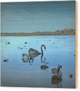 Black Swans On Lake Joondalup Wood Print