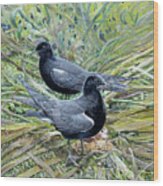 Black Terns Wood Print