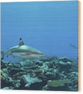 Blacktip - Reef Shark At Coral Reef Of Yap Island - Wood Print