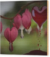 Bleeding Heart Wood Print