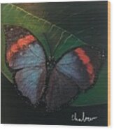 Blessed Butterfly Wood Print