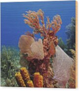 Bloody Bay Coral Head Co10306 Wood Print