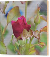 Blooming Rose Buds Wood Print
