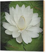 Blooming White Lily Wood Print