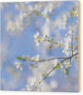 Blossom And Blue Skies Wood Print